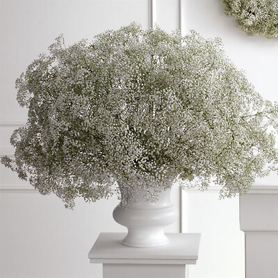 Baby&#039;s Breath Urn Arrangement