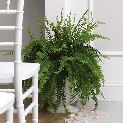 Boston Fern